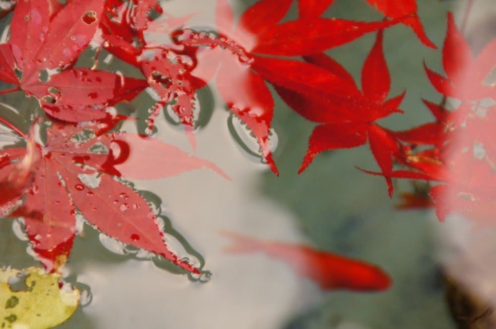 水沢寺の紅葉（伊香保町水沢）