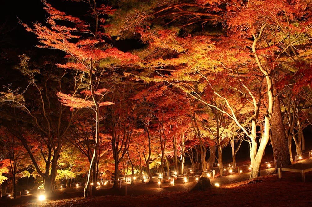 修善寺・虹の郷の紅葉ライトアップ（11月下旬）