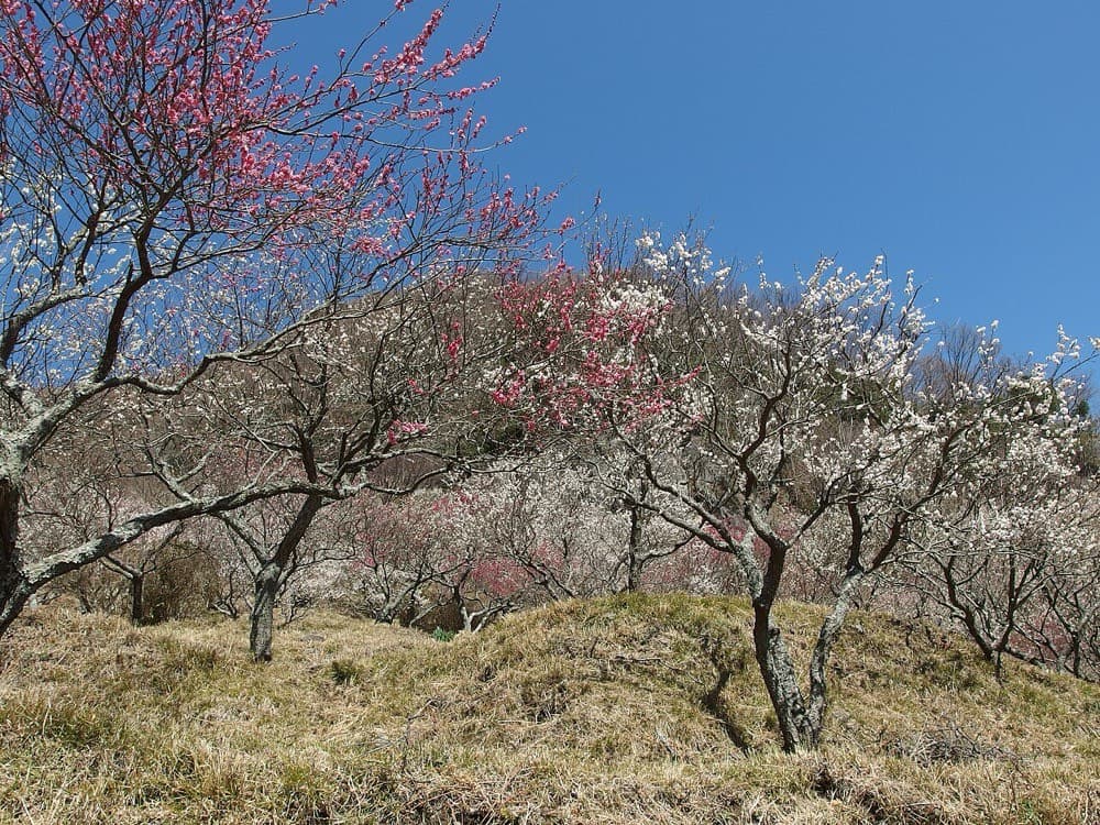 幕山公園の梅