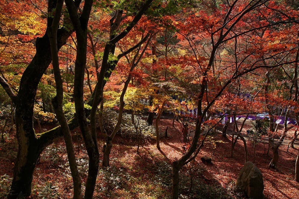 瑞宝寺公園の紅葉