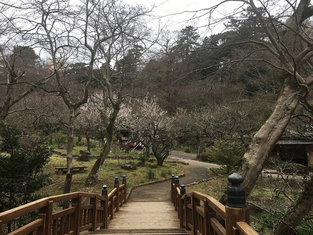 熱海梅園(3月上旬)