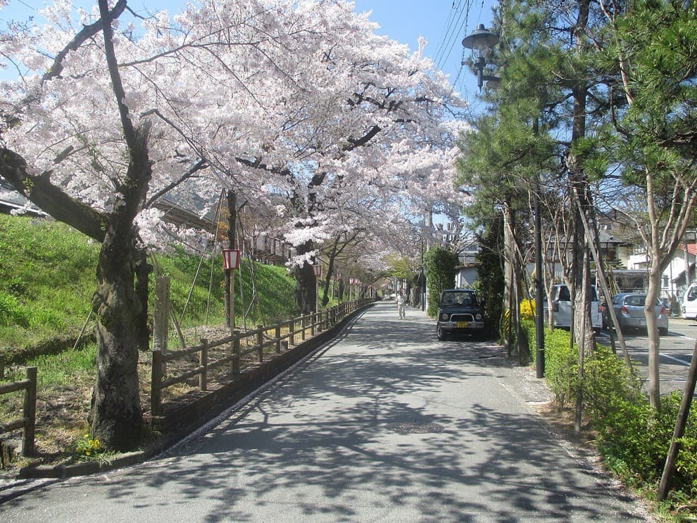 下呂駅周辺の桜