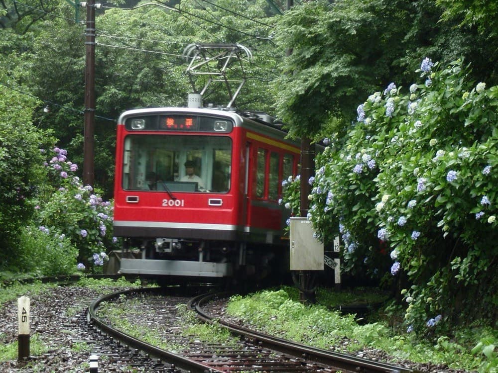 箱根登山電車と紫陽花
